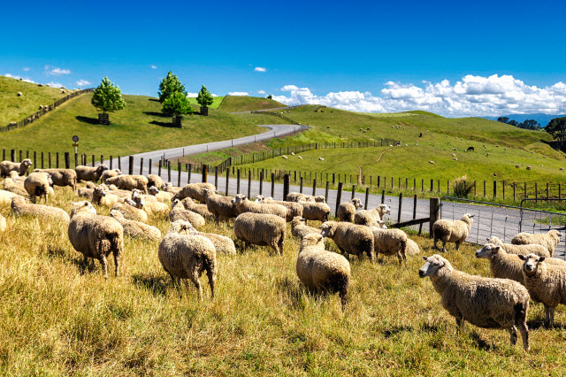 are-there-more-sheep-than-people-in-new-zealand