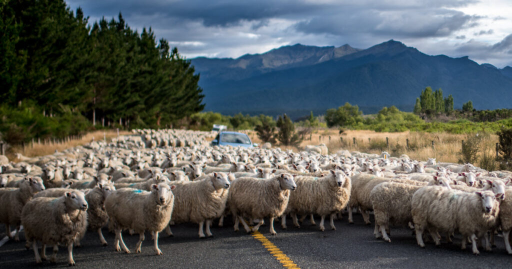 how-many-sheep-are-in-new-zealand-1024x538