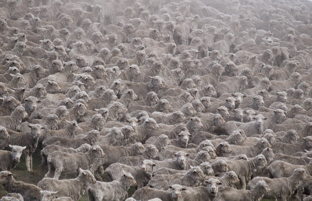 sheep-in-new-zealand